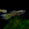 Guppy Endler Yellow Jacket