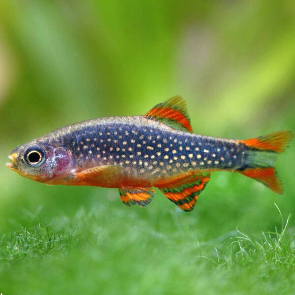 Microrasbora Galaxy