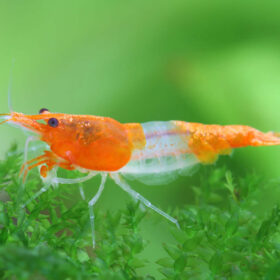 Neocaridina Rili Sakura Orange