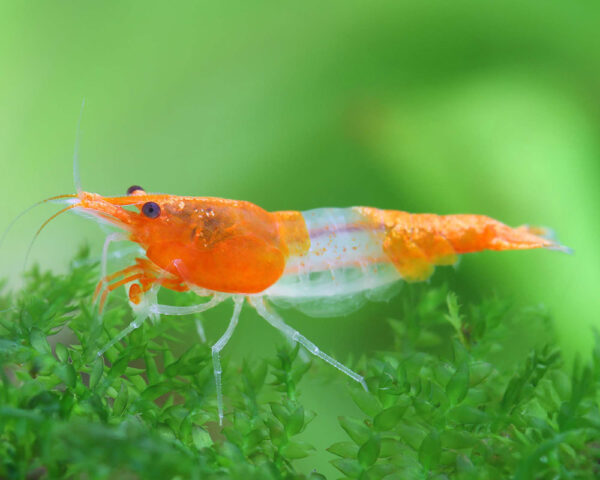 Neocaridina Rili Sakura Orange