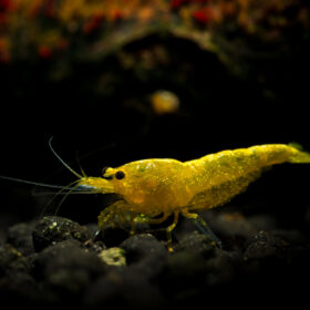 Neocaridina Yellow Golden line