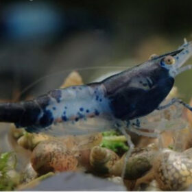 Neocaridina davidi Black Rili Carbon