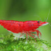 Neocaridina davidi Bloody Mary