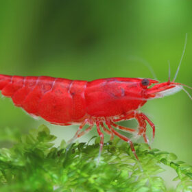 Neocaridina davidi Bloody Mary