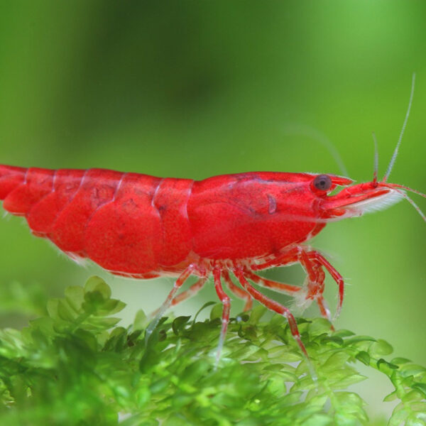 Neocaridina davidi Bloody Mary