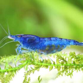 Neocaridina davidi Blue Velvet