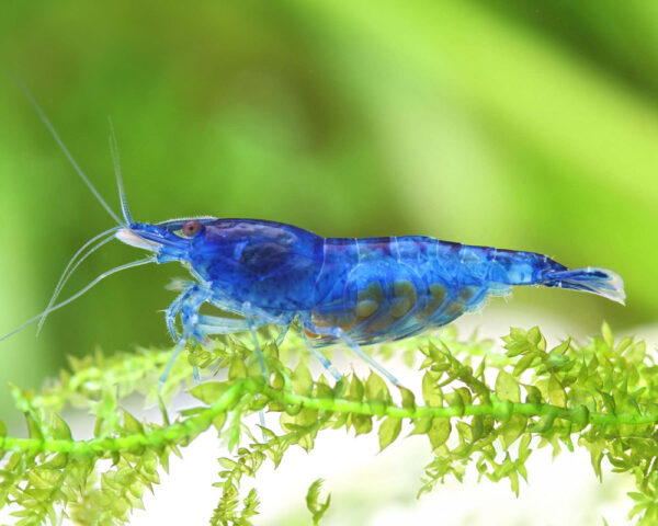 Neocaridina davidi Blue Velvet