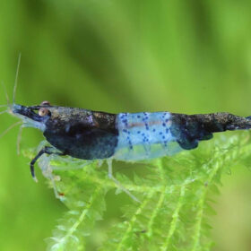 Neocaridina davidi Carbon Rili Blue