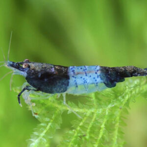 Neocaridina davidi Carbon Rili Blue