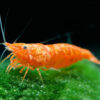 Neocaridina davidi Orange Sunkist