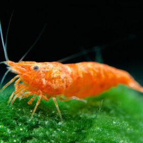 Neocaridina davidi Orange Sunkist