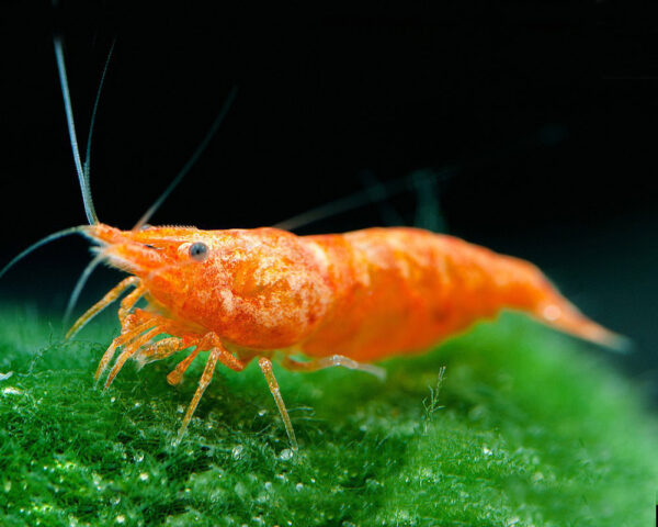 Neocaridina davidi Orange Sunkist