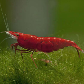 Neocaridina davidi Red Sakura