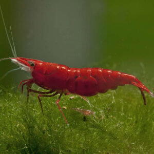 Neocaridina davidi Red Sakura
