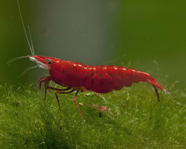 Neocaridina davidi Red Sakura