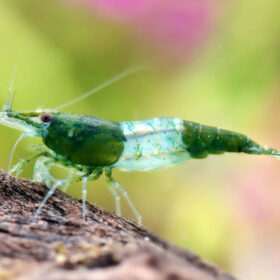 Neocaridina davidi Rili Green