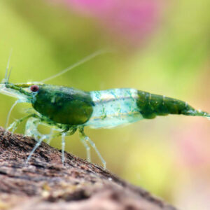 Neocaridina davidi Rili Green