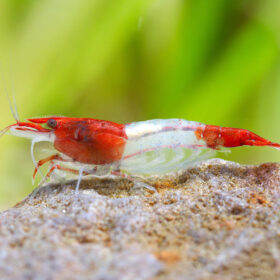 Neocaridina davidi Rili Red