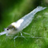 Neocaridina davidi White Pearl