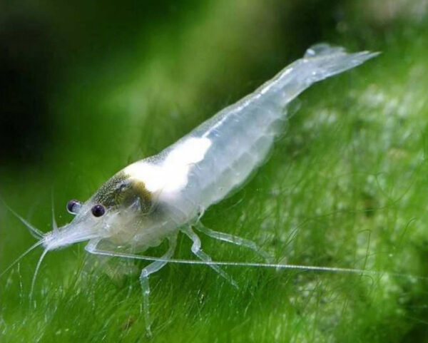 Neocaridina davidi White Pearl