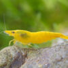 Neocaridina davidi Yellow Neon