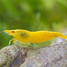 Neocaridina davidi Yellow Neon