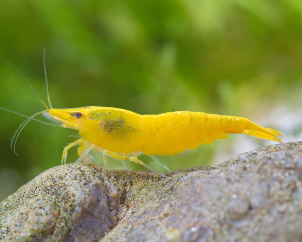 Neocaridina davidi Yellow Neon