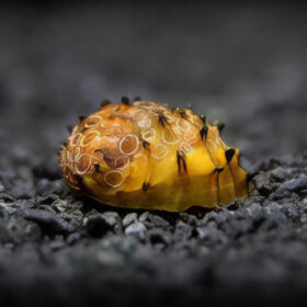 Neritina Juttingae King Koopa
