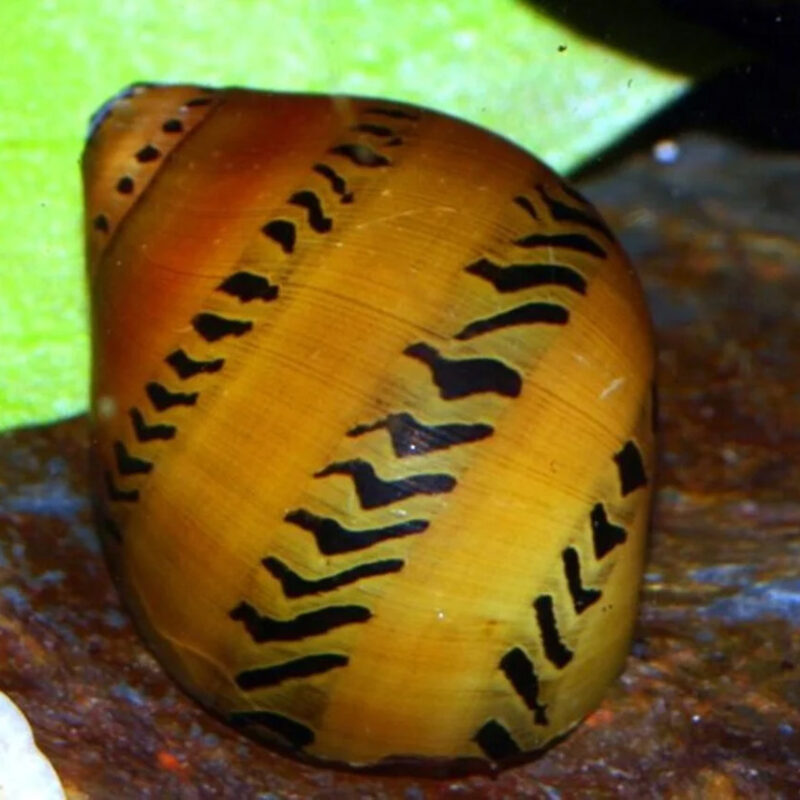 Neritina Turrita