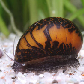 Neritina Variegata Batik