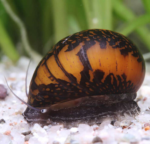 Neritina Variegata Batik
