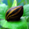 Neritina Zebra