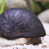 Neritina pulligera Black Racing