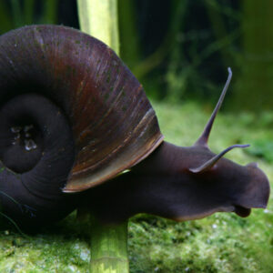 Planorbe Corneus var. Black