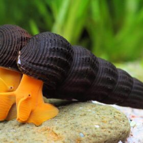 TYLOMELANIA orange RABBIT