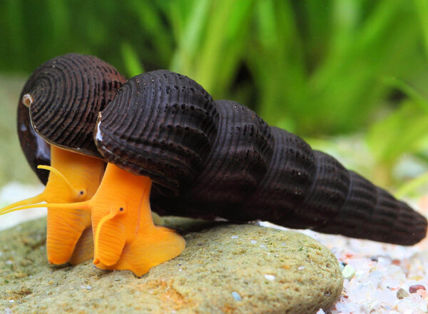 TYLOMELANIA orange RABBIT