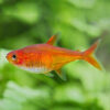 Tetra Amandae