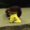 Tylomelania Yellow Rabbit
