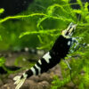 Caridina Black Pinto - Taiwan bee