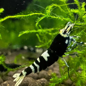 Caridina Black Pinto - Taiwan bee