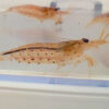 Caridina Japonica Amano Red