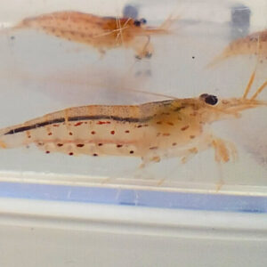 Caridina Japonica Amano Red