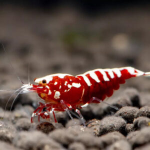 Caridina Red Pinto - Taiwan bee