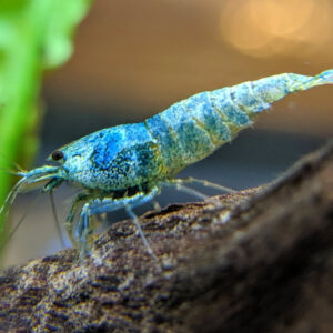 Caridina sp Blue Bolt - Taiwan bee