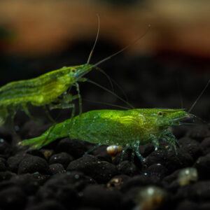 Caridinia babaulti var Green