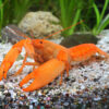 Cherax holthuisi Abricot