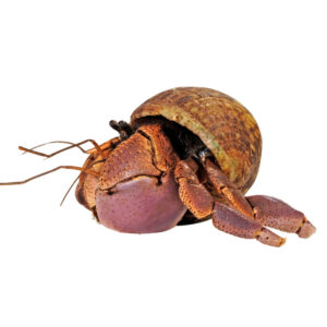 Coenobita brevimanus – Bernard L’Hermite