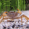 Crabe Panthère - Parathelphusa pantherina