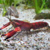 Ecrevisse Cherax boesemani Red Brick