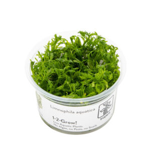 Limnophila Aquatica in vitro